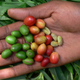 Arabica coffee fruits, southwest Ethiopia.